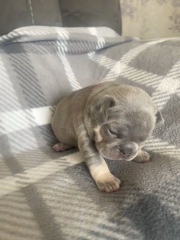 French Bulldog Lilac And Tan Female in Birmingham