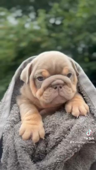 Stunning KC English Bulldogs in Mansfield