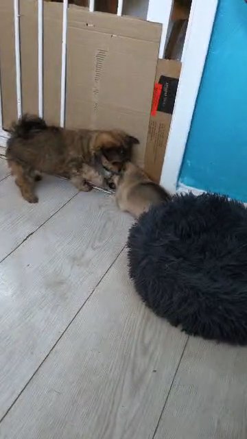 One chorkie cross Pomeranian female puppy for sale in Exeter