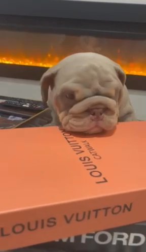English Bulldogs in Warrington