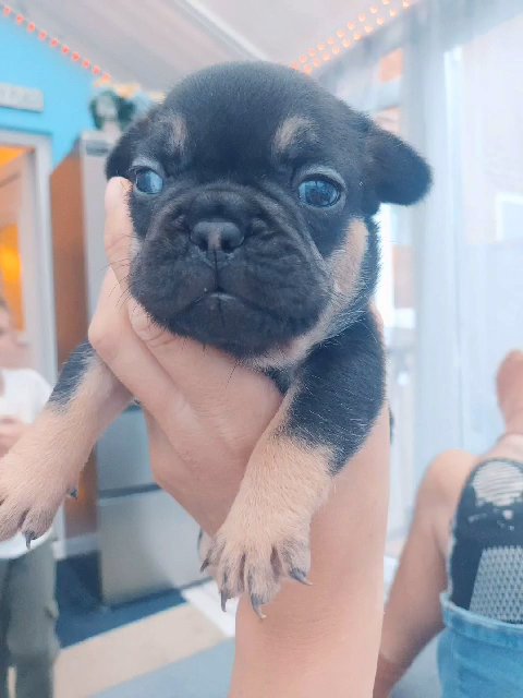 french bulldogs for sale in Wiltshire