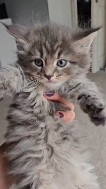 maine coon × siberian in London