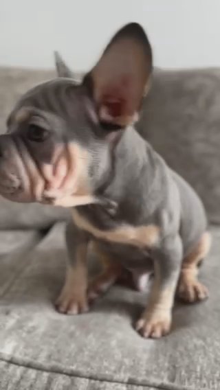 Velvet Big Rope French Bulldog in Kent