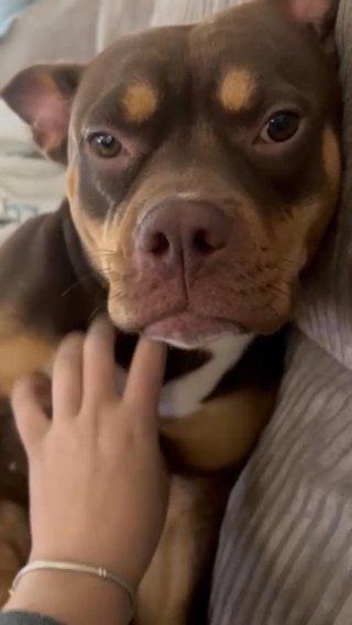 ABKC Pocket Bully Puppies in Eastbourne