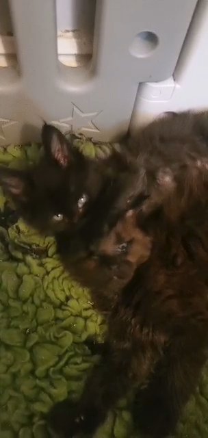 Boys Maine Coon Kittens GCCF REGISTERED in Newport