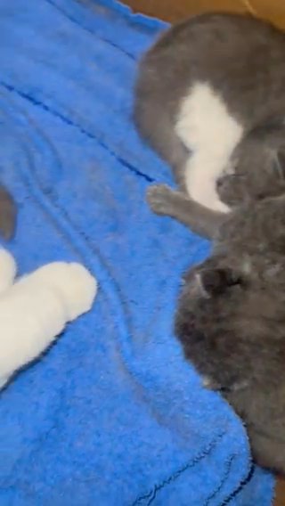 GCCF Registered British Shorthair Kittens in Birmingham