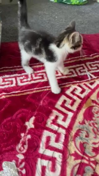Grey Black And White Kitten in Bradford