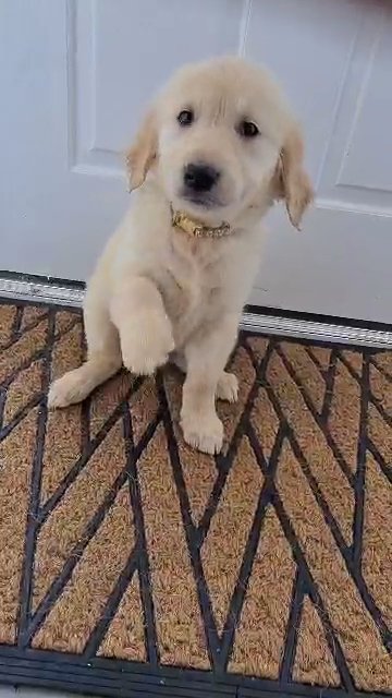 golden retriever puppies in Manchester