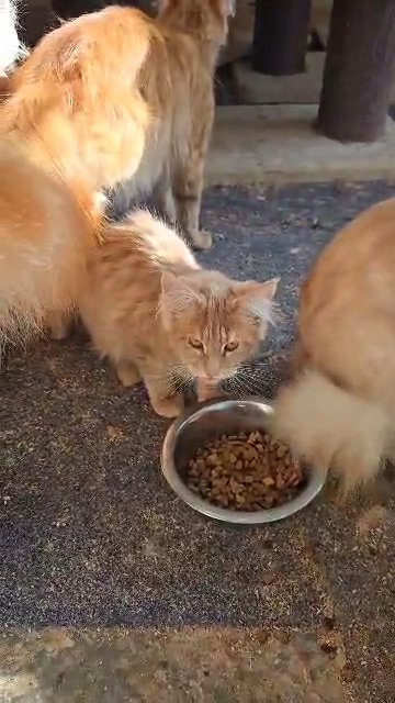 Last remaining Maine Coon Kitten in County Durham