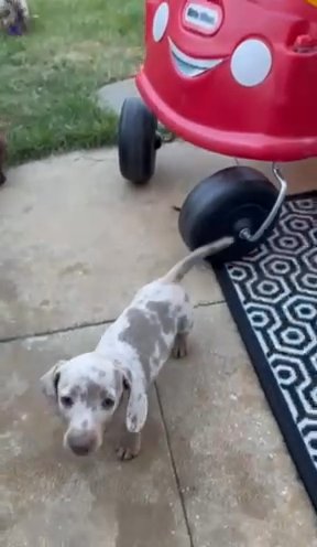 4 Chocolate/tan Male Dachsunds in London