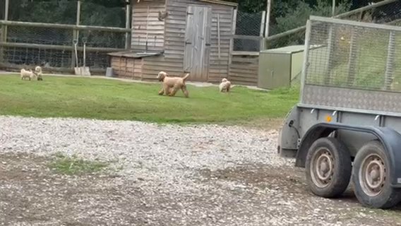 Excellent Mini F1b Labradoodles in Wrexham