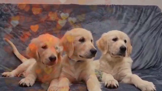 Golden retriever puppies!!!! in Manchester
