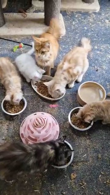 Beautiful Maine Coon Kittens looking for a forever home in County Durham