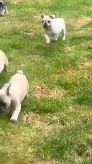 Beautiful French Bulldogs Looking For Forever Home in Elmbridge