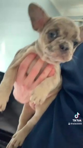French Bulldog/huskybulldog in Kent