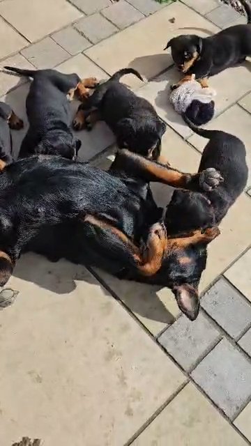 2 high quality female rottweiller in Angus