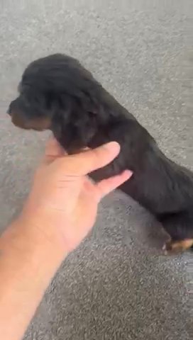 Cocker Spaniel in London