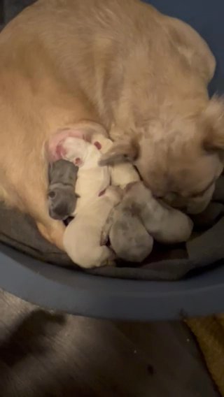 Stunning French Bulldog Puppies in Hart