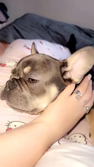Male French Bull Dog Pablo in Gloucester