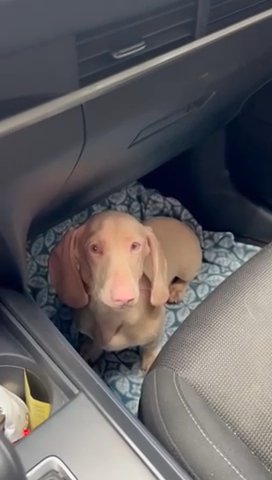 Pink dashund in London