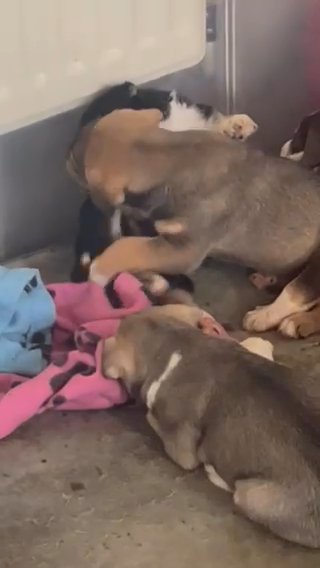 Husky X British Bulldog Cross Springer Spaniel Puppies in London
