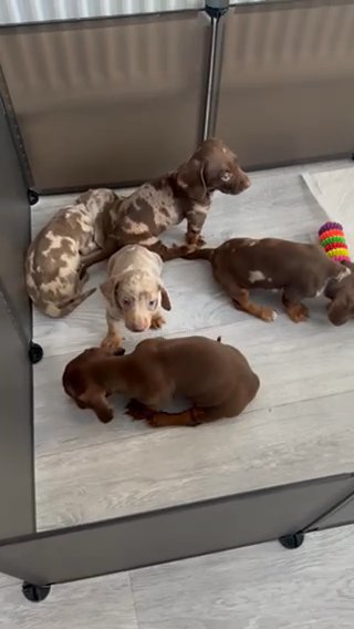 Miniature Dachshund in Manchester