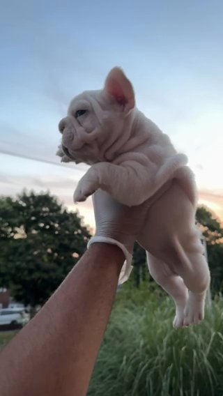 PLATINUM BIG ROPE FRENCH BULLDOG POSSIBLY CARRYING PINK in Birmingham