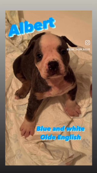 Olde English Bulldog Puppies in East Hertfordshire
