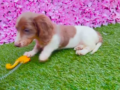 Mini Mini Daxi Pups Long Hair Boy Only in Cardiff