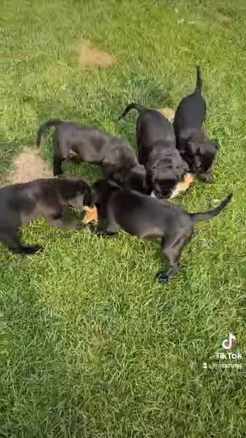 Exceptional Cane Corso Puppies in Ripon