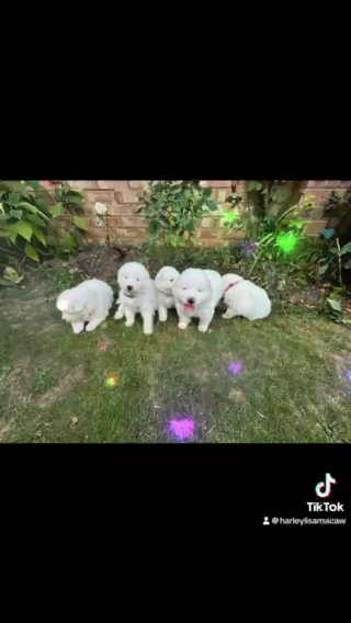 Samoyed Puppies in East Northamptonshire