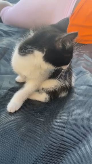 Black And White Kitten For Sale in Coventry