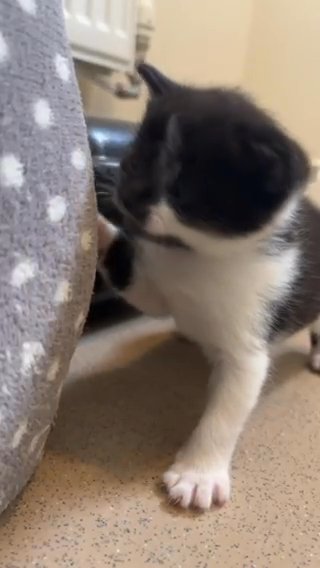 Cute Black And White Kitten For Sale in Coventry