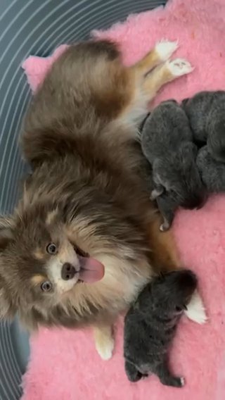 KC Champion Lines Blue And Tan Pomeranian Girls in Chichester