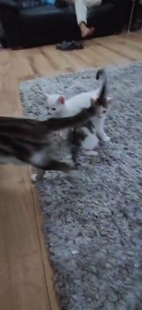 two male kittens in London