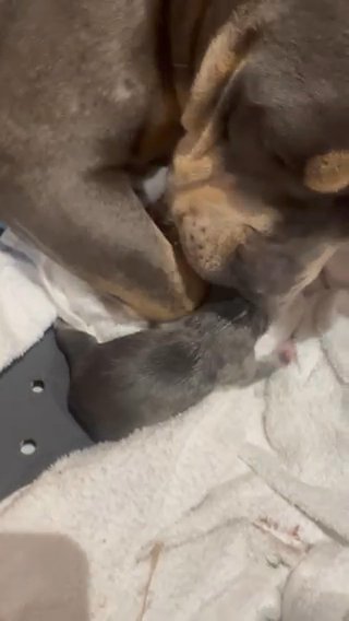 Pocket Bully Puppies in County Durham
