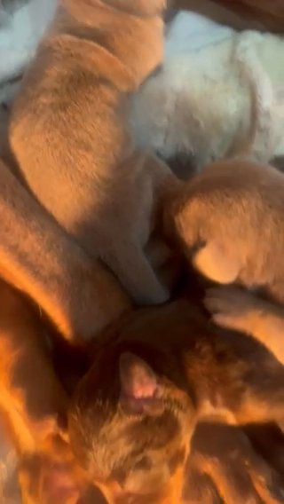 DOBERMANN PUPPIES in London