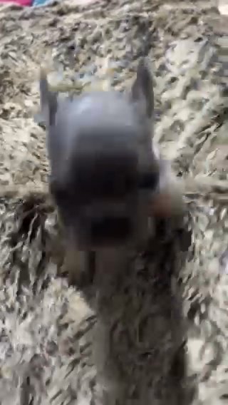 Lilac And Tan Male Frenchie in Manchester
