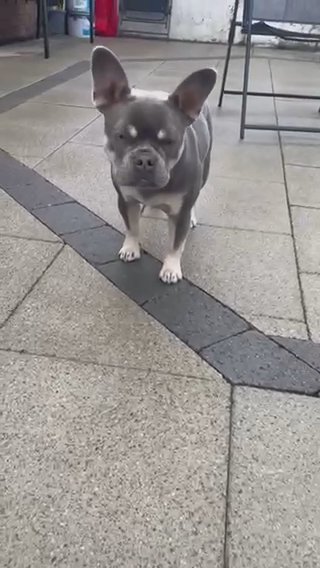 French Bulldog in Belfast