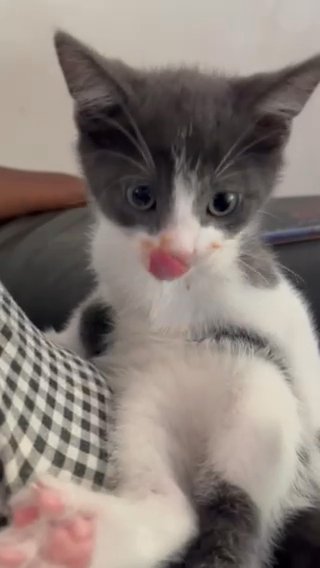 Kitten For Sale in Coventry