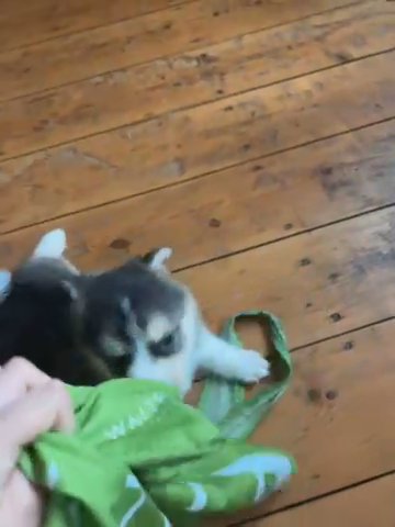 Pomsky Puppies in London