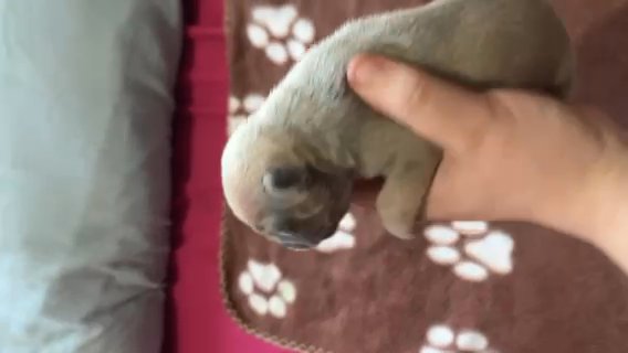 Blue Fawn Male French Bulldog in Manchester