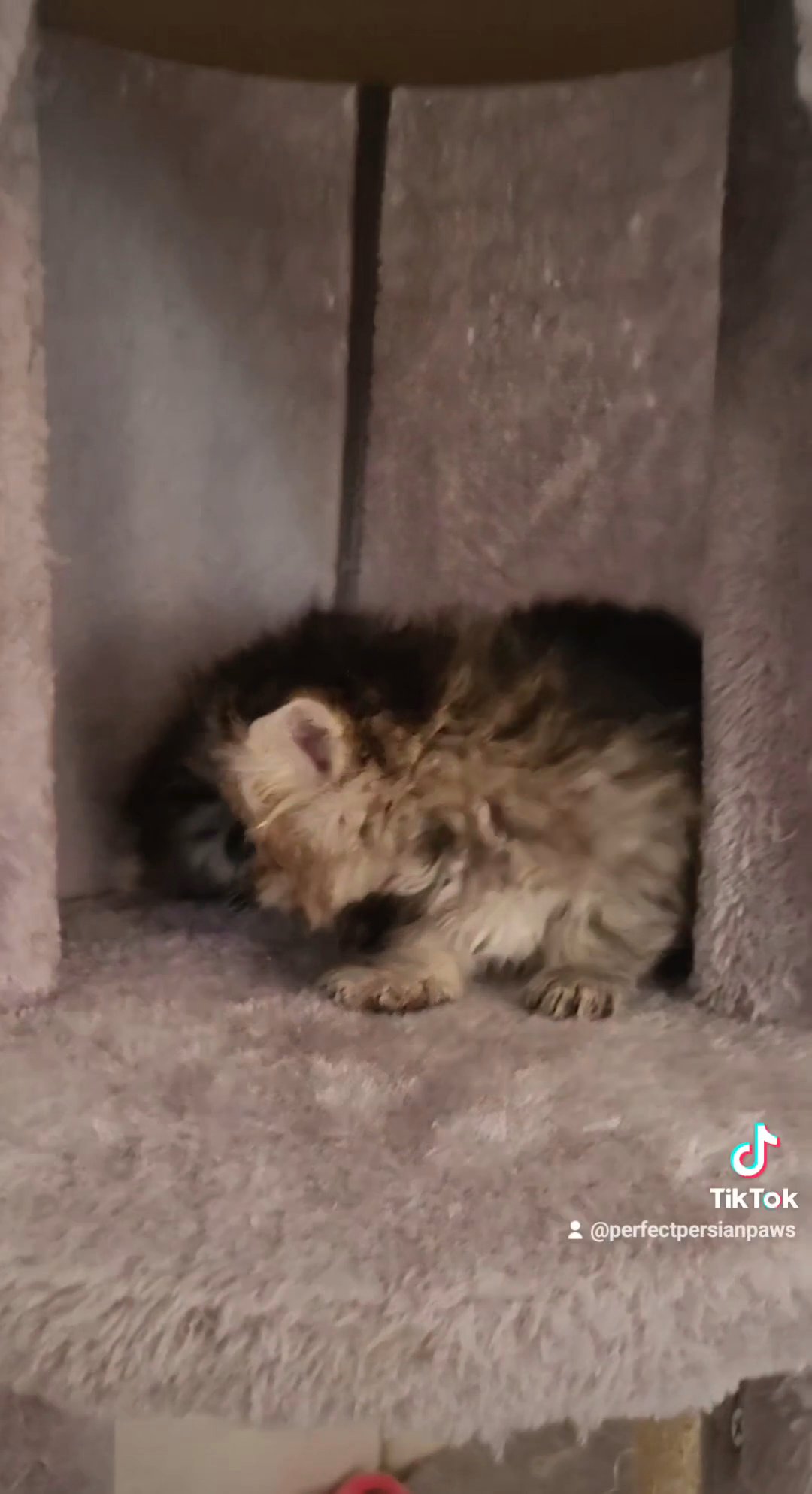 PERSIAN KITTENS FLATFACE FOR SALE GIRLS AND BOYS - GREY / GINGER AND TABBY in Manchester