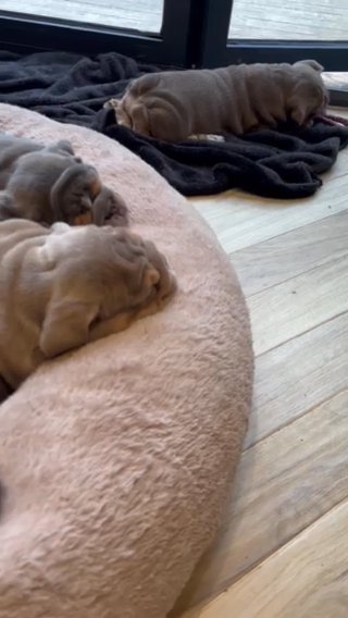 English Bulldogs Puppies in Manchester