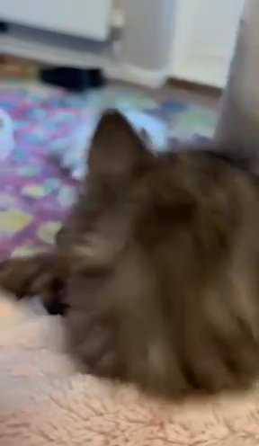 Luxury Fluffy Coat, Persian Kittens in Colchester