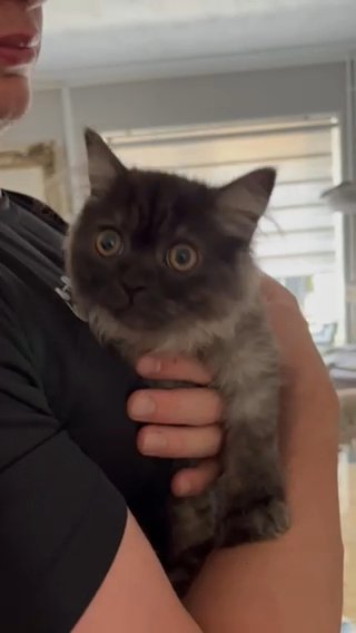 3 Loving Persian Kittens in Colchester