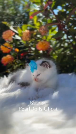 1/6 LEFT ?GCCF ? SEAL TABBY/LYNX BICOLOUR RAGDOLL KITTENS in Lincoln