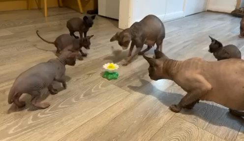 3 Tabby Canadian Sphynx Kittens For Sale ??? in London