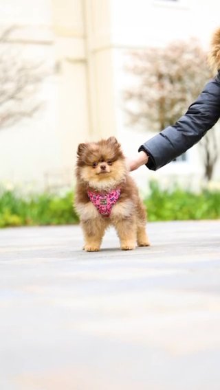 Pomeranian Puppy Choclate Merle in South Buckinghamshire