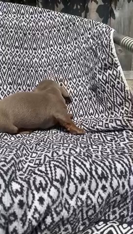 Mini Dashund in London